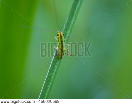 Beautiful The Short Winged Conehead On The Grass