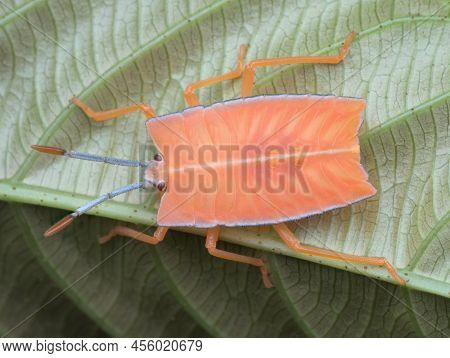 Green Leaf Ladybug Nimfa On The Leaf