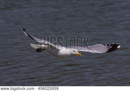The Herring Gull (larus Argentatus) In Flight