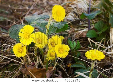 Et par gule blomster Følfod
