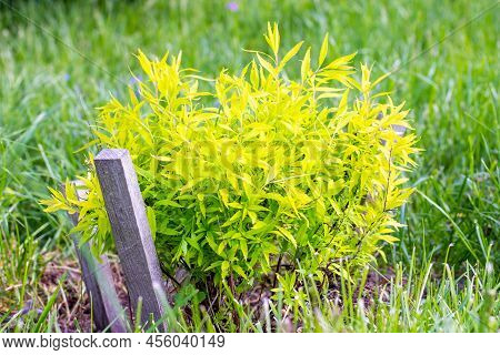 Bright Green Spirea (spiraea Thunbergii Ogon) Leaves Growth With Little White Flowers In The Garden 