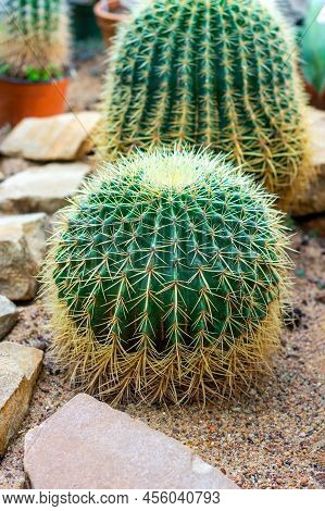 Green Round Thorny Golden Barrel Cactus (echinocactus Grusonii Or Kroenleinia Grusonii) Plant With N