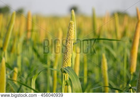 Cultivation Pearls Millet Fields,pearls Production Of Beer And Wine,fields Of Pearl Millets ( Bajra