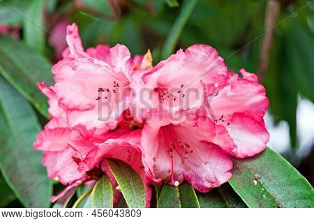 Pink Azalea Tree Flowers Blossom In The Garden. Rhododendron Hybr Tree