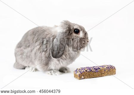 A Decorative Cute Lop-eared Gray Rabbit With A Dry Pellet. Copy Space. White Background. Side View. 