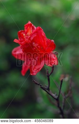Blooming Red Rhododendron 'dopey' On A Background Of Green Leaves On A Bush In A Flower Bed
