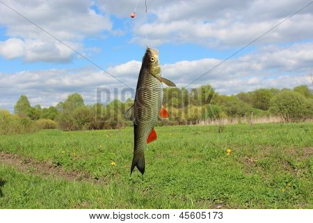 beautiful caught fish chub