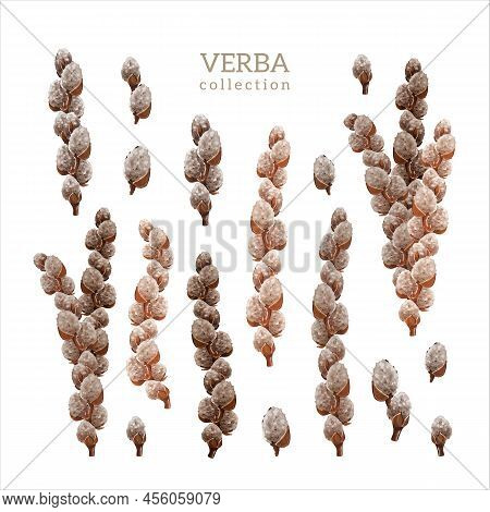 Verba And Willow Branches Collection, Color Illustration