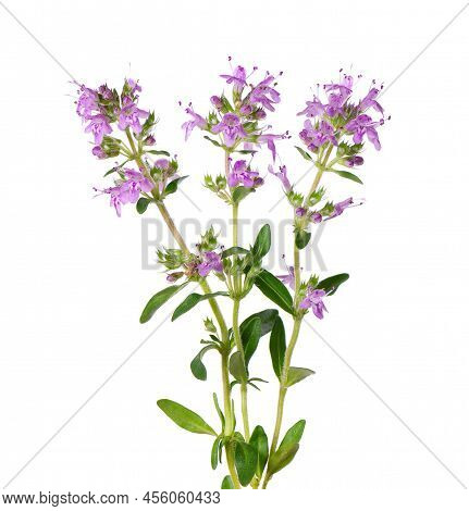 Wild Thyme Flowers, Isolated On White Background. Blooming Sprigs Of Thymus Serpyllum