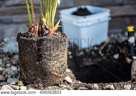 Transplanting A Root Bound Potted Plant To A Newly Dug Hole In Rocked Boarder Near A House.
