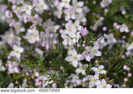 Narrow-leaved Boronia Pink Star Flowers In The Garden