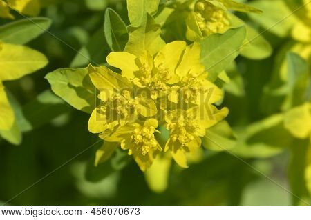 Cushion Spurge Yellow Flowers In The Garden