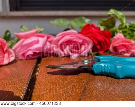 Freshly Cut Pink Roses And One Red Rose Are Lying On The Table