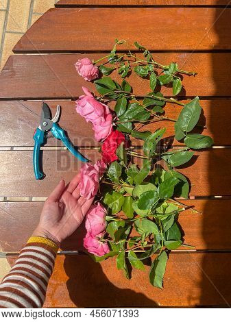 Eight Freshly Cut Pink Roses And One Red Rose Are Lying On The Table