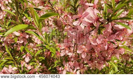 Plum Blossom. Close Up Of Flowering Tree Branch, Named Amygdalus Or Prunus Dulcis. Natural Blurred B