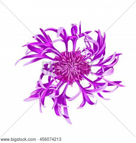 Drawing Flower Of Brown Knapweed, Centaurea Jacea Isolated At White Background , Hand Drawn Botanica