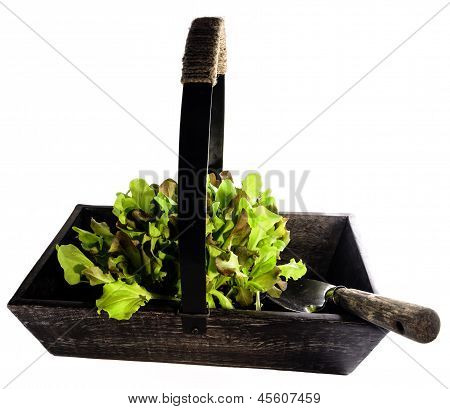 Alte hölzerne Trug, gefüllt mit Salat