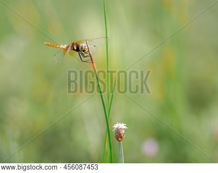 Beautiful Yellow Dragonfly Perched On The Grass In The Afternoon