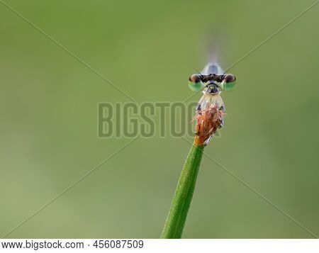 Close Up Face Of Blue Civil Damselfly On The Grass Pistil