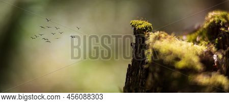 Climber Lilliput Climbs The Slope Of A Stump. Birds Are Flying In The Distance. The Top Of The Peak 