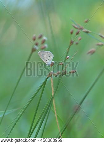 Beautiful Blue Butterfly Perched On The Grass In The Meadows