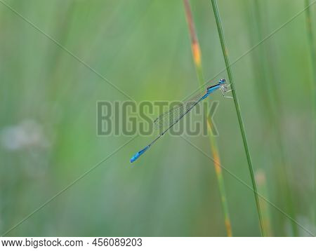 Beautiful Blue Tail Damselfly Perched On The Grass