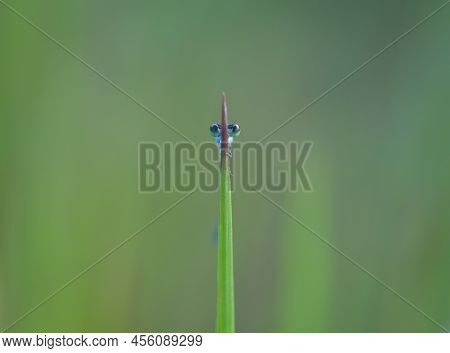 Cute Eye Of Damselfly Behind The Grass