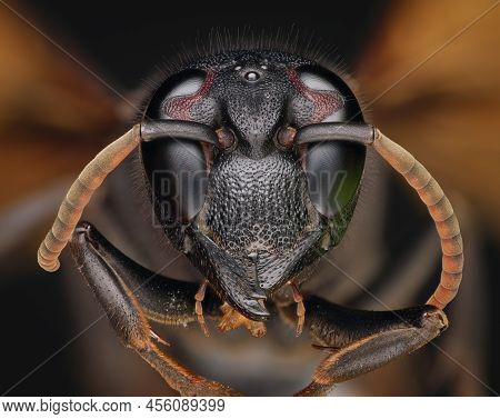 Extreme Macro Photography Of Great Banded Hornet