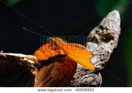 farfalla arancia