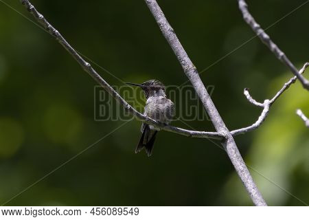 The Ruby-throated Hummingbird (archilochus Colubris) In Wisconsin