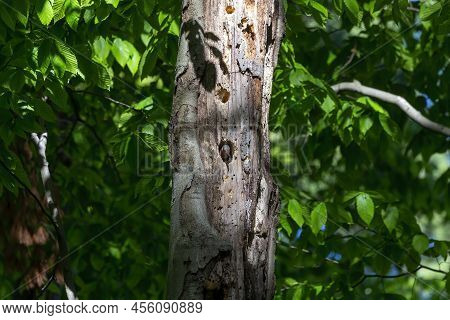 The Northern Flicker (colaptes Auratus) Nesting In Wisconsin. North American Bird.