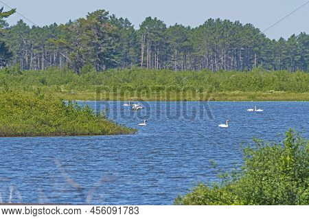 A Group Of Trumpeter Swans In A Wildlife Refuge Lake In The Seney National Wildlife Refuge In Michig