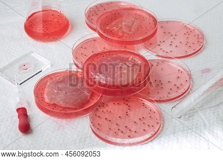 Cultivated Steak, Meat From The Plant Stem Cell, New Food Innovation, No Killing. Laboratory Grown M