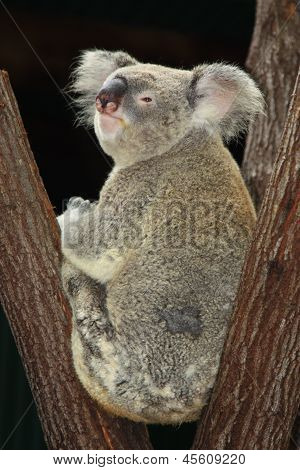 Koala