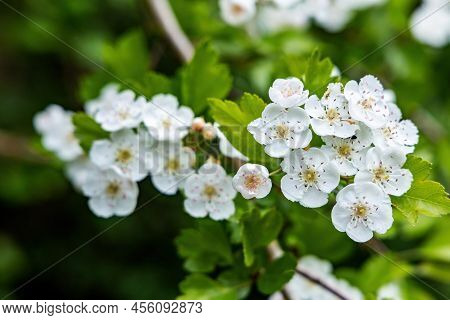 Close-up Of White Blossoms Of A Single-seeded Common Hawthorn