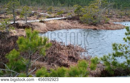 A Wooden Path In The Soomaa National Park In Estonia Among The Forest And Marshland On A Clear Day