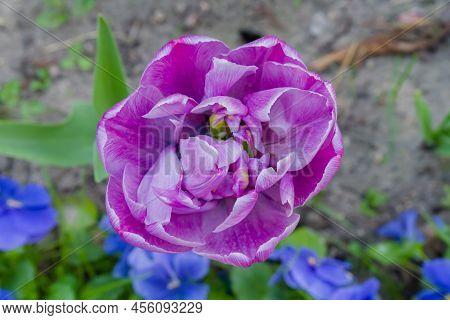 One Purple Tulip Negrita Double Flower - Close Up. Nature, Floral, Blooming And Gardening Concept