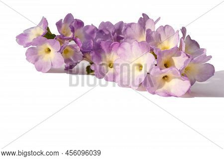 Flower Arrangement Of Inflorescences Of Auricular Primrose For Congratulations On The Holiday.