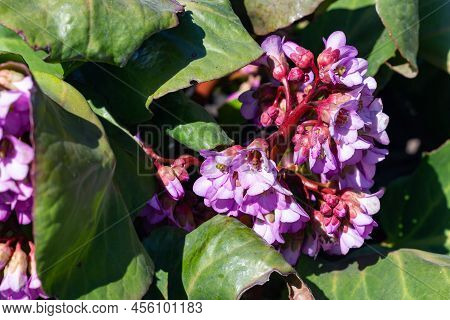 Bergenia Crassifolia Blooming In Garden May. Close-up Of Flowers And Green Leaves Of Bergenia In Sun