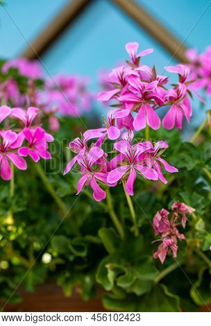 Pelargonium Flowers Commonly Known As Geraniums, Pelargoniums Or Storksbills And Fresh Green Leaves 