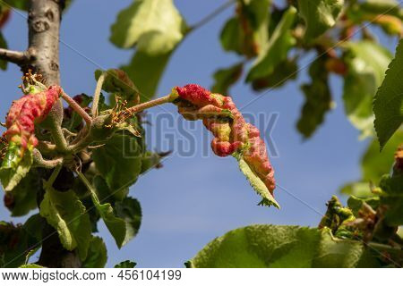 Branch Of Fruit Tree With Wrinkled Leaves Affected By Black Aphid. Cherry Aphids, Black Fly On Cherr