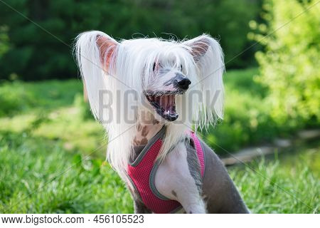 Chinese Crested Dog In A Chest Harness Sits On A Path In The Forest And Barks Loudly