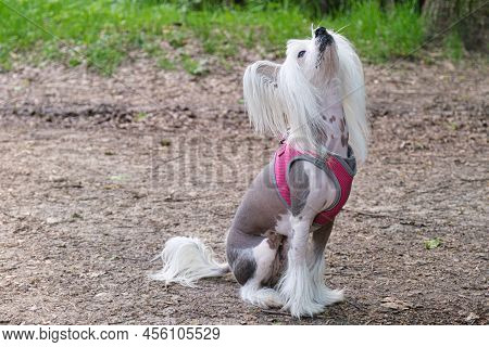 Chinese Crested Dog In A Chest Harness Sits On The Lawn And Looks Up