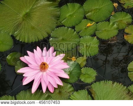 Pink Flower Water Lily Plantae, Sacred Lotus, Bean Of India, Nelumbo, Nelumbonaceae Name Flower In P