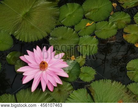 Pink Flower Water Lily Plantae, Sacred Lotus, Bean Of India, Nelumbo, Nelumbonaceae Name Flower In P
