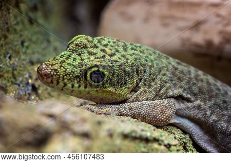 Standing's Day Gecko, Phelsuma Standingi On Rock