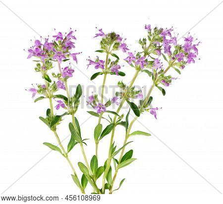Wild Thyme Flowers, Isolated On White Background. Blooming Sprigs Of Thymus Serpyllum