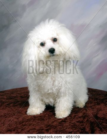Bichon