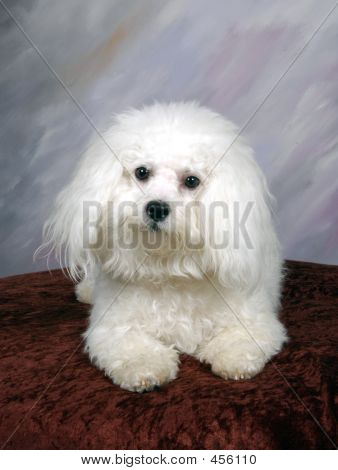 Bichon 2