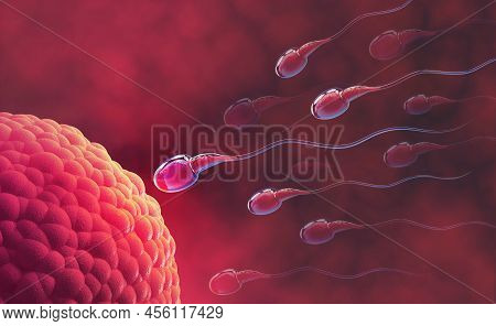Sperm And Egg Cell. Under The Microscope. Embryology. Natural Fertilization. 3d Illustration On Red 